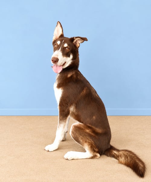 NINO BROWN - Siberian Husky available for adoption
