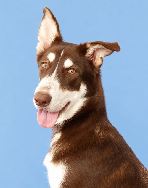 NINO BROWN - Siberian Husky available for adoption