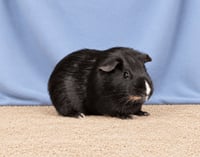 PUMBAA - Photo 1