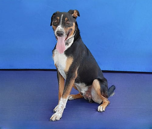 GALLETA - Shepherd / Pointer available for adoption