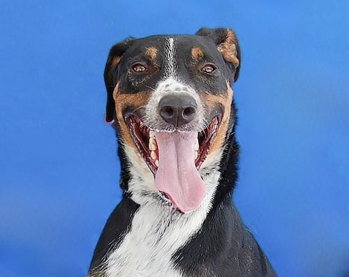 GALLETA - Shepherd / Pointer available for adoption