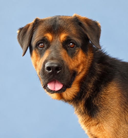 AL - Rottweiler available for adoption