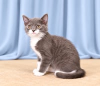 SOX - Photo 1