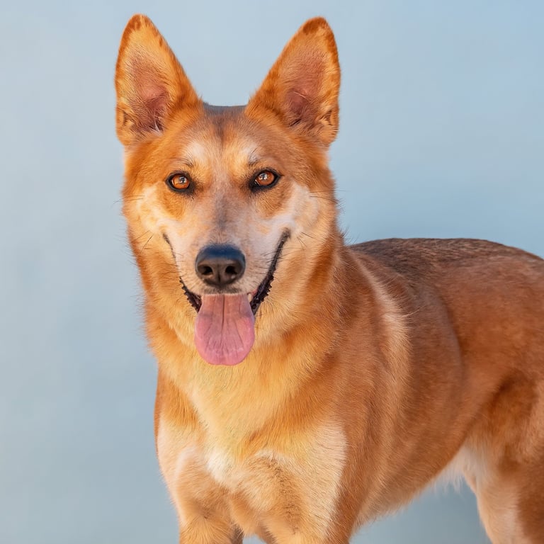 GINGER Image