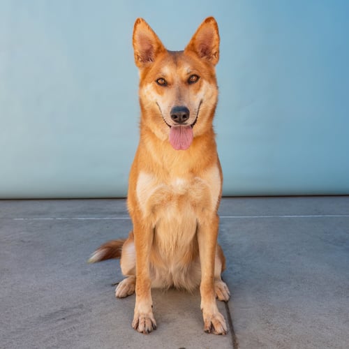 GINGER - Carolina Dog / German Shepherd Dog available for adoption