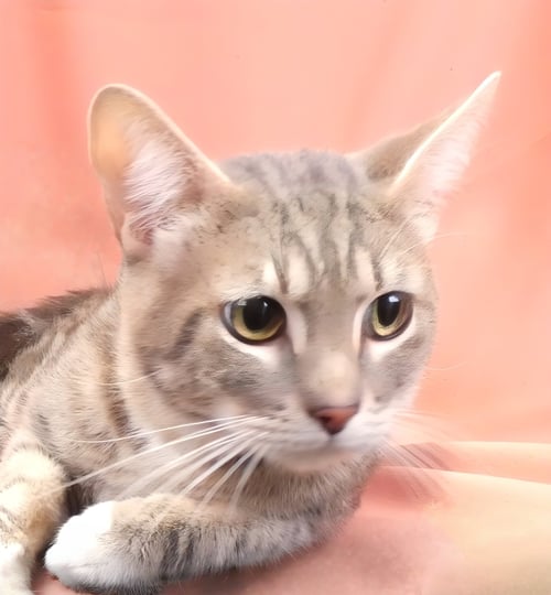 ROMEO - Domestic Short Hair available for adoption