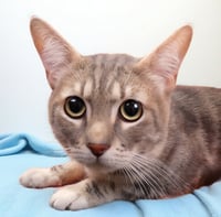 ROMEO - Photo 2