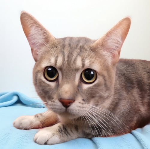 ROMEO - Domestic Short Hair available for adoption
