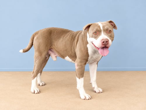 SWEET BOY - Pit Bull Terrier available for adoption