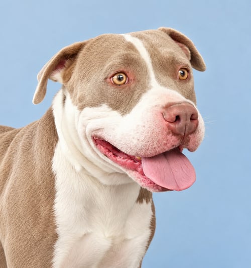 SWEET BOY - Pit Bull Terrier available for adoption