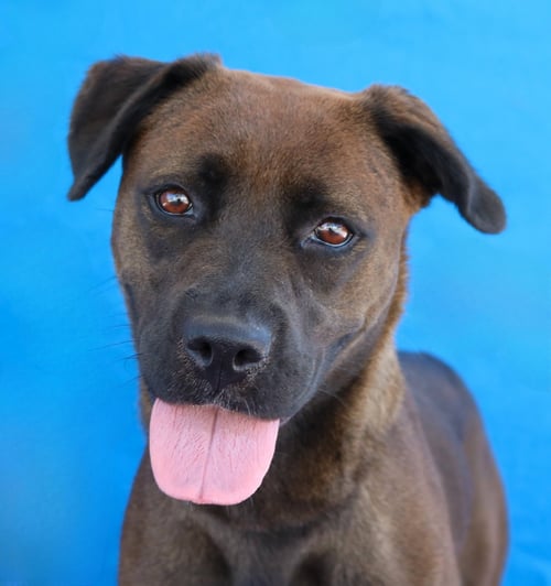 SHADOW - Labrador Retriever available for adoption