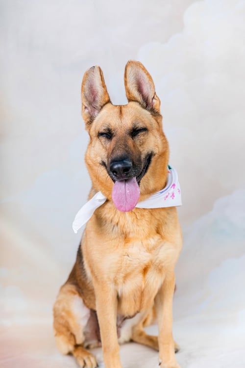 NOLA - German Shepherd Dog available for adoption