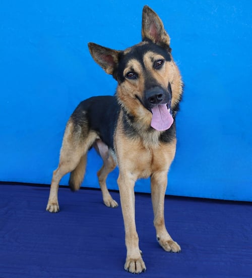 BLACKIE - German Shepherd Dog available for adoption