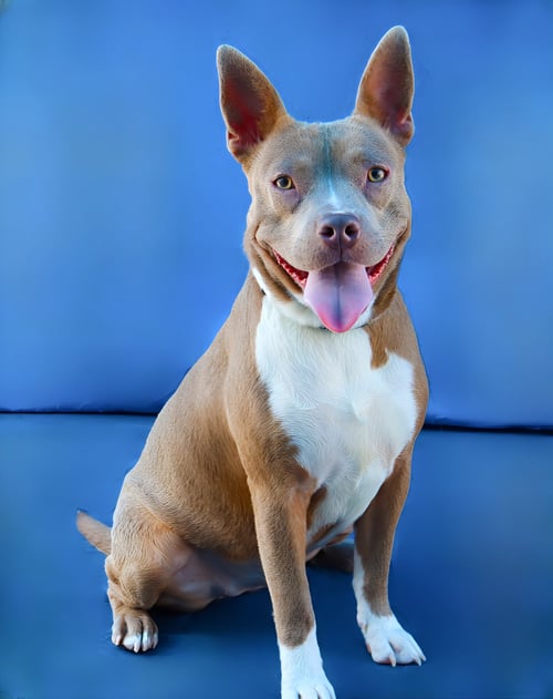 POTATO - Pit Bull Terrier available for adoption