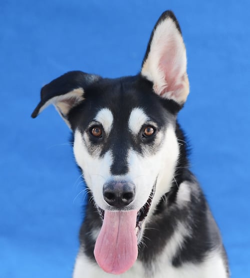 YIPPEE - Siberian Husky available for adoption