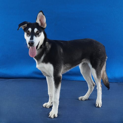 YIPPEE - Siberian Husky available for adoption