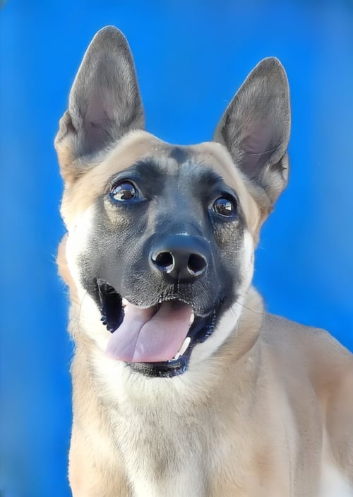 JILLY - German Shepherd Dog available for adoption