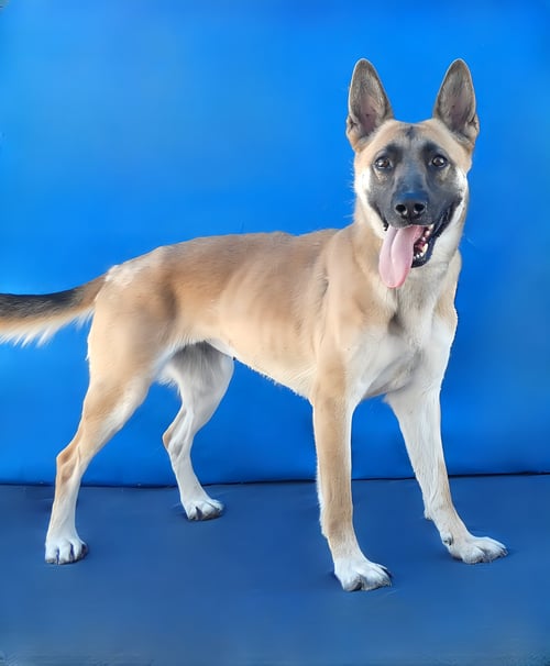 JILLY - German Shepherd Dog available for adoption