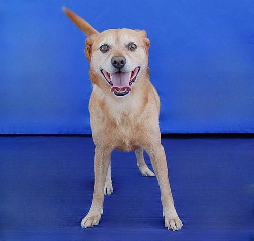 CODA - Terrier available for adoption