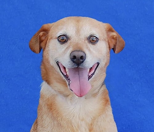 CODA - Terrier available for adoption