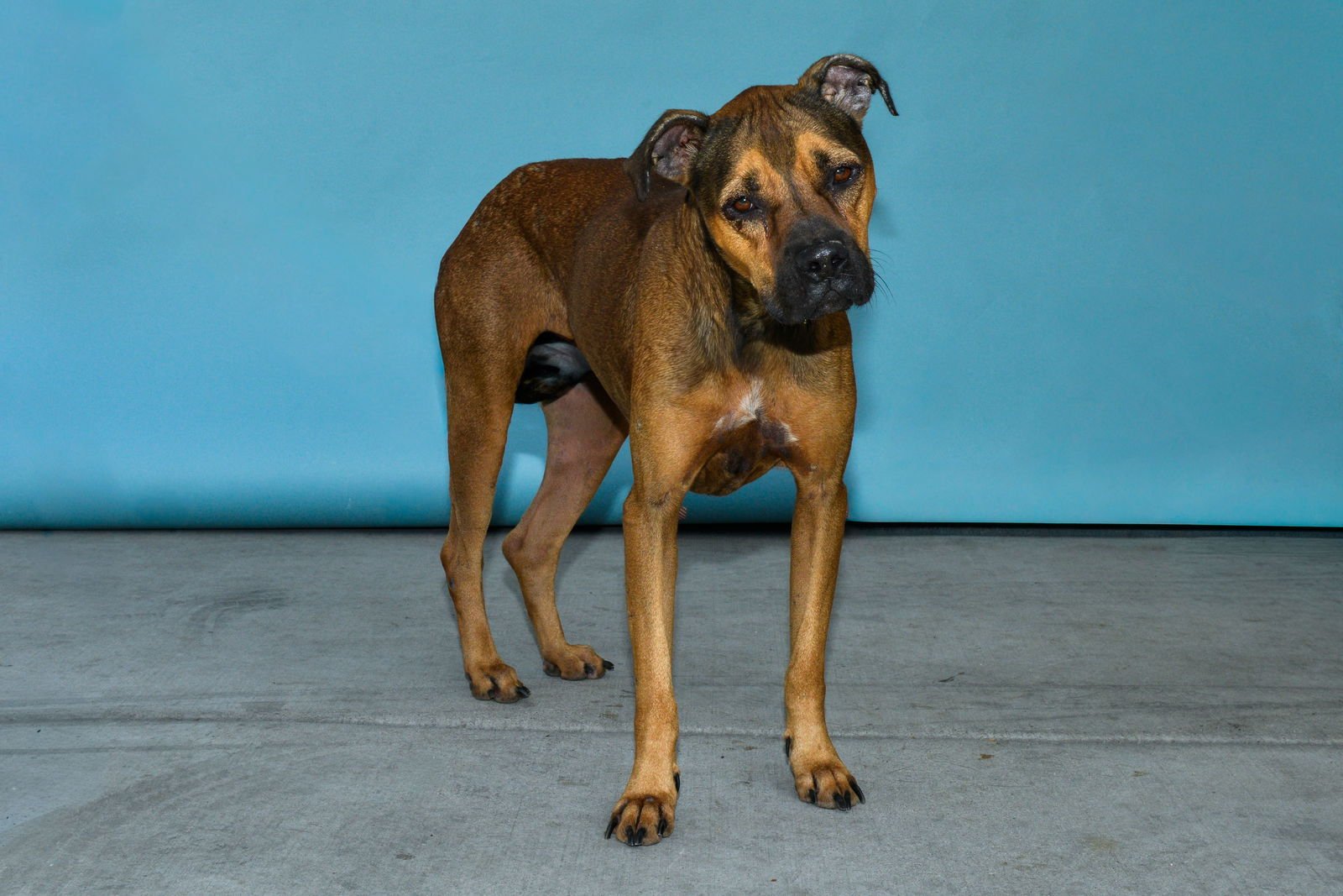 JINX - Boxer available for adoption