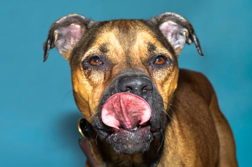 JINX - Boxer for adoption in Pasadena