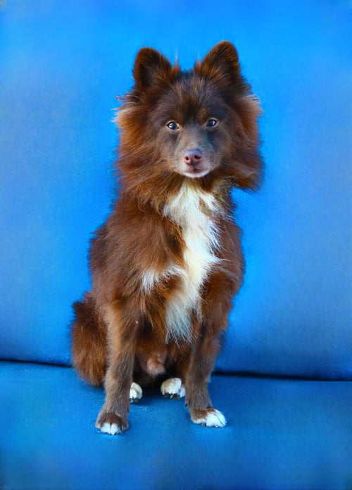 POPPIE - Pomeranian available for adoption