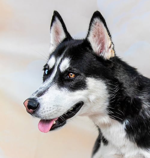 LUNA - Siberian Husky for adoption in Pasadena