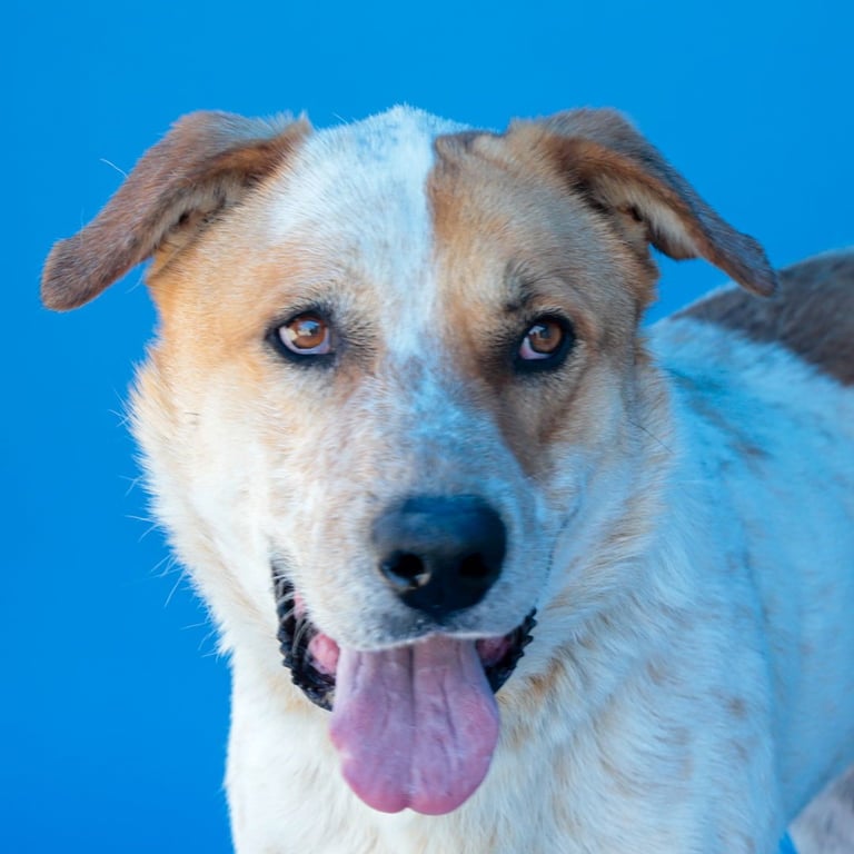 PERCIVAL Image