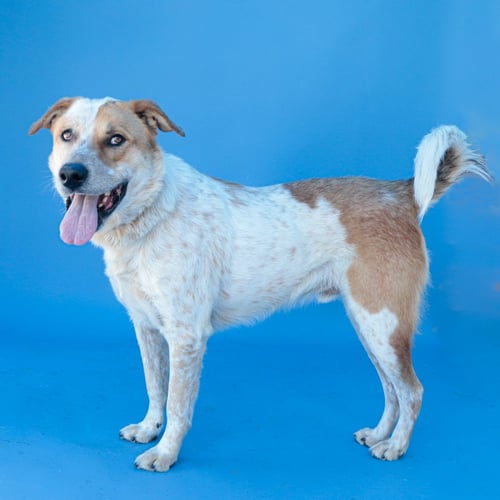 PERCIVAL - Australian Cattle Dog/Blue Heeler / Akita available for adoption