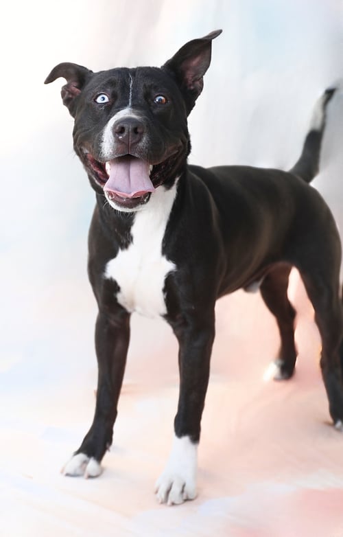 CHEECH - Pit Bull Terrier available for adoption