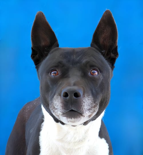HARRISON - Cattle Dog / Terrier for adoption in Pasadena