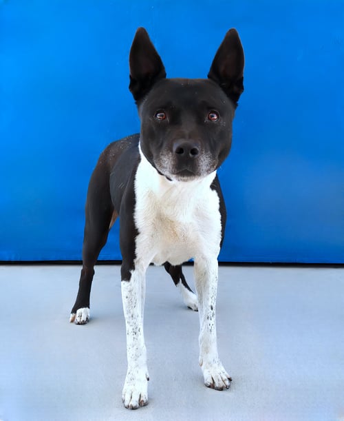HARRISON - Cattle Dog / Terrier available for adoption
