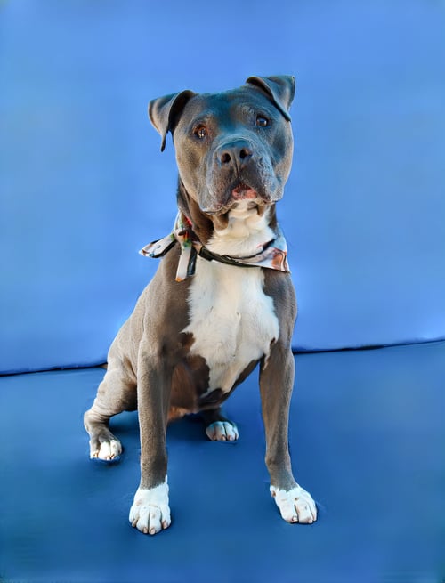 CLIFF - Pit Bull Terrier available for adoption