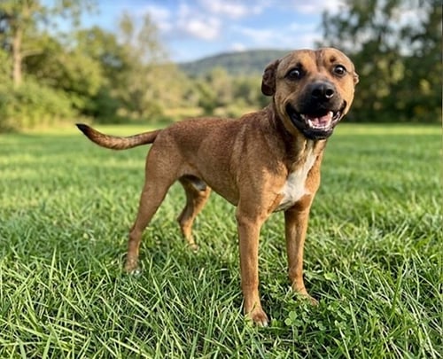 TJ - Retriever / German Shepherd Dog available for adoption