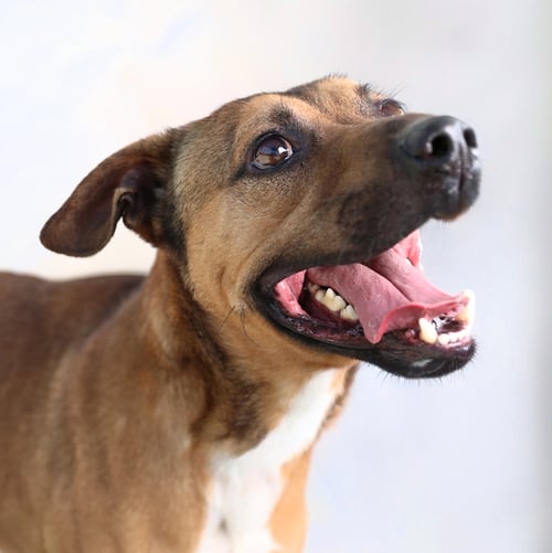 TJ - Retriever / German Shepherd Dog available for adoption