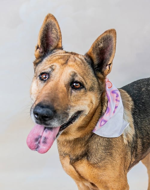 MARGARET - German Shepherd Dog available for adoption