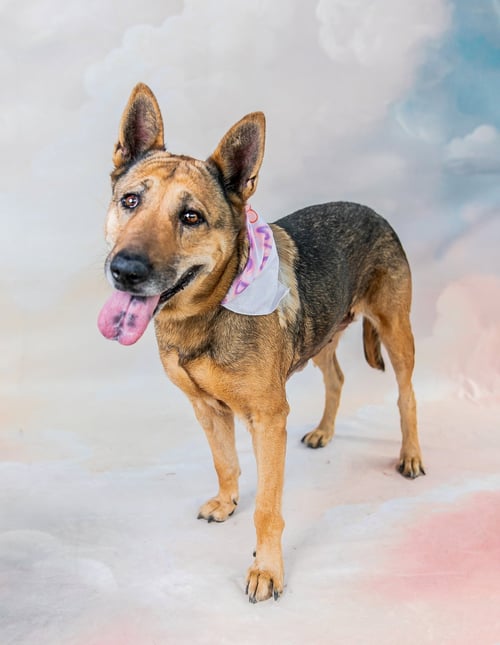 MARGARET - German Shepherd Dog available for adoption