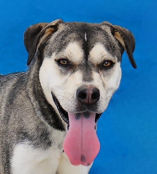 PEEP - Siberian Husky available for adoption