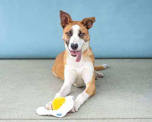 BANDI - German Shepherd Dog available for adoption