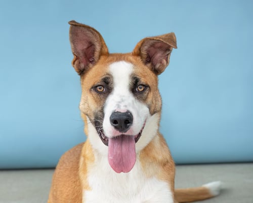 BANDI - German Shepherd Dog available for adoption