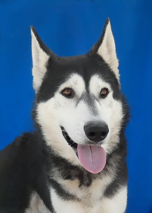 ARROW - Siberian Husky available for adoption