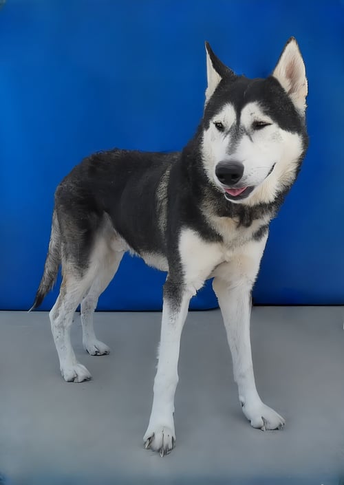ARROW - Siberian Husky available for adoption
