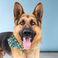 MAX - Photo 1