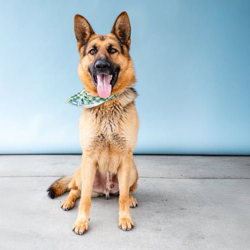 MAX - German Shepherd Dog available for adoption