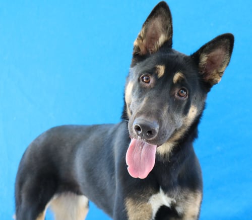 DAKOTA - German Shepherd Dog available for adoption
