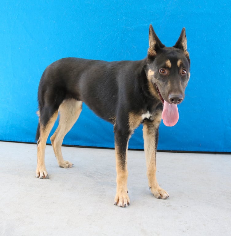 DAKOTA Image
