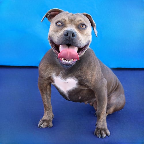 DANDELION - Pit Bull Terrier available for adoption