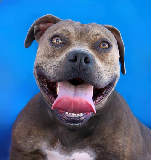 DANDELION - Pit Bull Terrier available for adoption