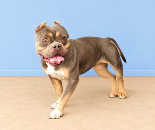 BABY - English Bulldog available for adoption